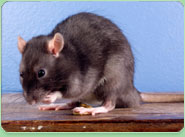 rat control Buxton