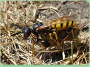 wasp control Buxton