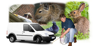 Buxton local van